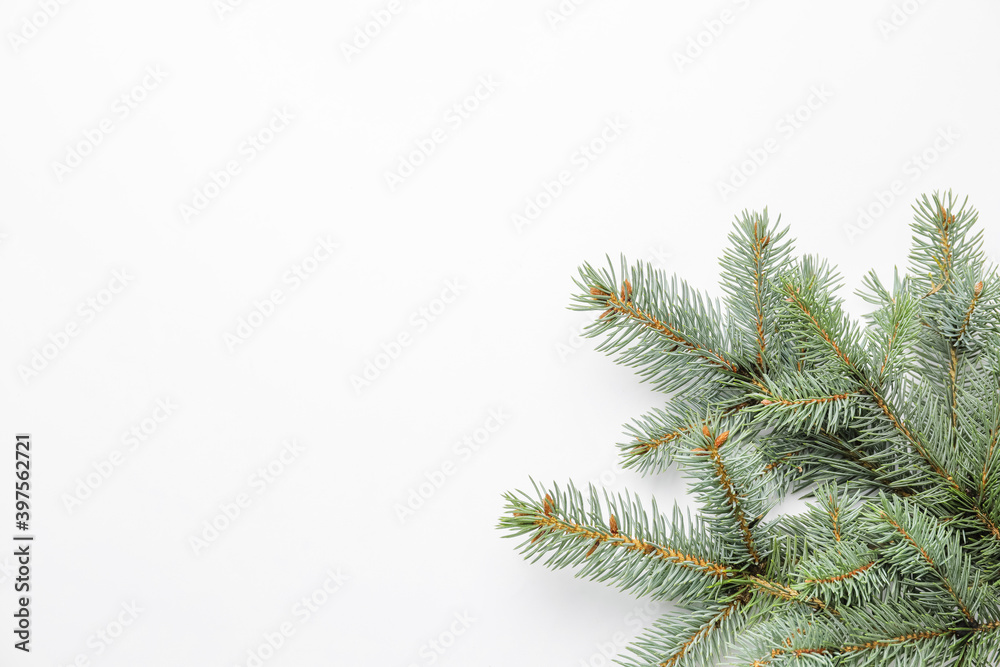 Christmas tree branches on white background Christmas tree branches on white background