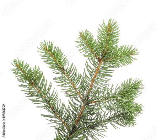 Christmas tree branch on white background