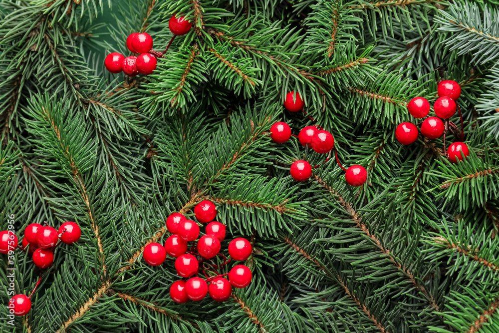 Christmas tree branches with berries