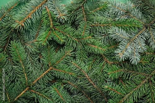 Christmas tree branches as background