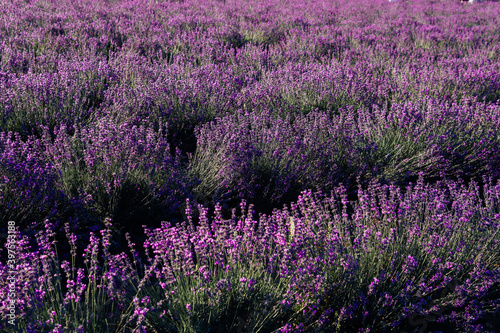 field of fragrant purple lavender flowers before harvest