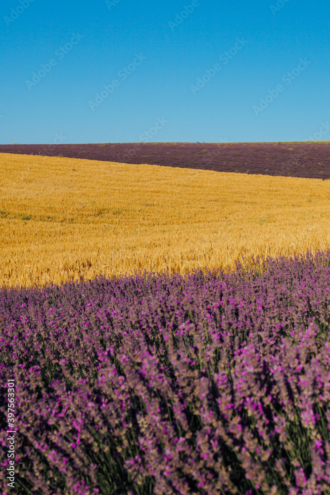 Naklejka premium field of fragrant flowers of purple lavender and yellow wheat