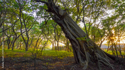 Landscape of golden hour sunset in the forest of Mumbai's Aarey colony. photo