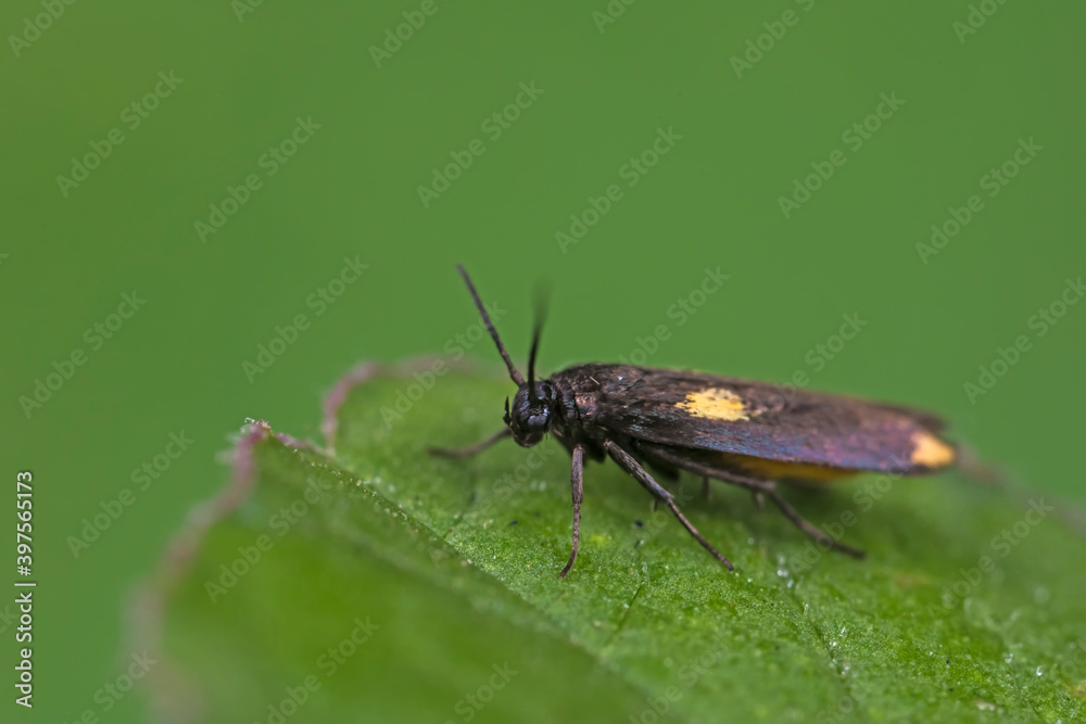 Moths on leaves in nature, North China Plain Moths on leaves in nature, North China Plain