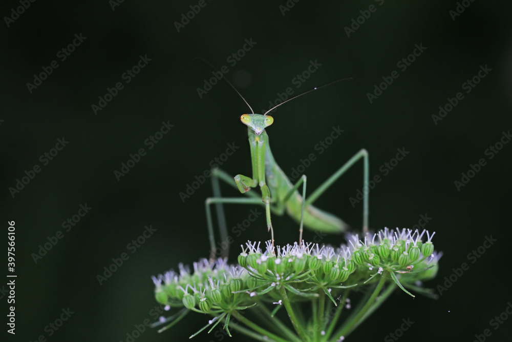 Mantis lives on weeds in the North China Plain Mantis lives on weeds in the North China Plain