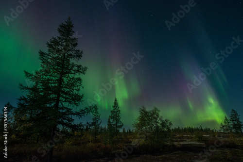 beautiful winter Northern lights with trees