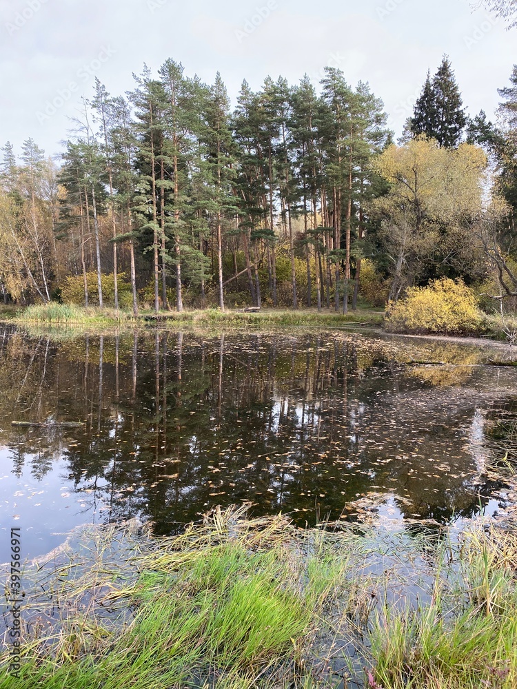 Obraz premium lake in the forest