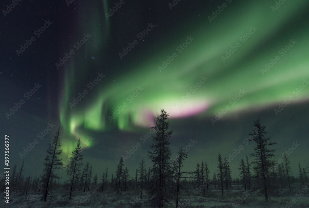 beautiful winter Northern lights with trees beautiful winter Northern lights with trees