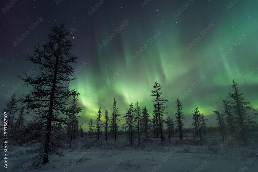 beautiful winter Northern lights with trees