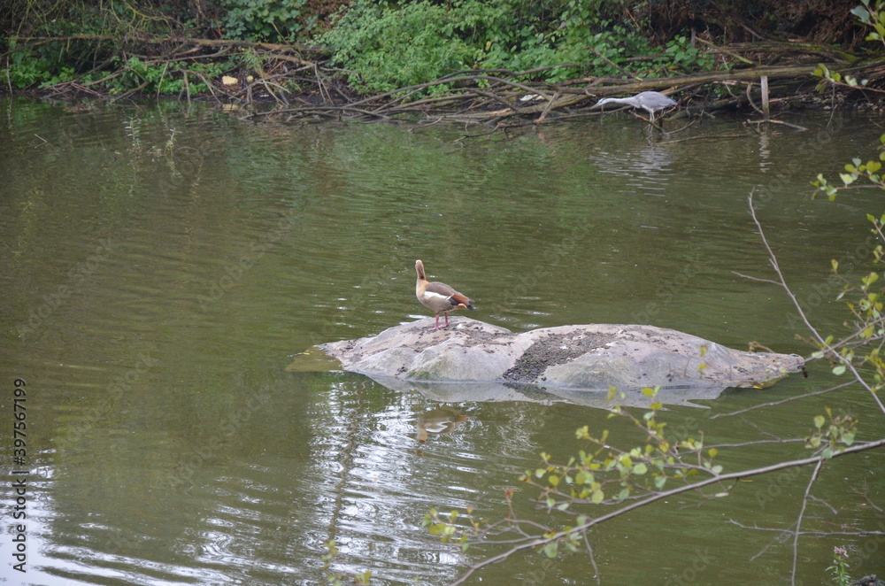Fototapeta premium Frankfut am Main zoo, Germany