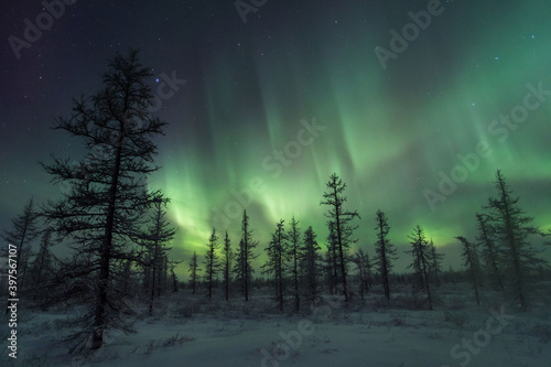beautiful winter Northern lights with trees © DANIL