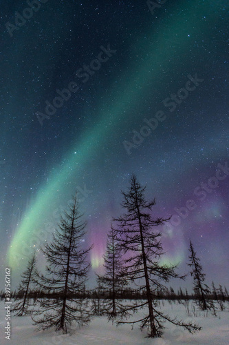 beautiful winter Northern lights with trees