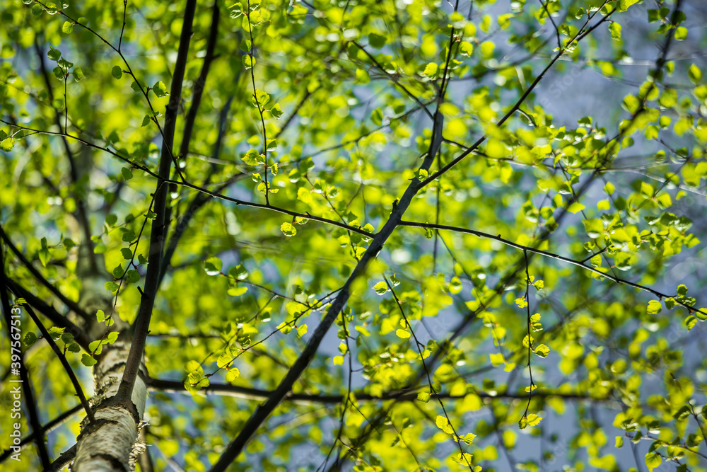 Fototapeta premium A beautiful, fresh green birch tree leaves in the spring day. Spring seasonal scenery.