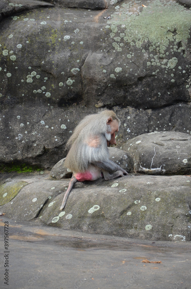 Obraz premium Wild Hamadryas baboon, zoo of Frankfurt (Germany)