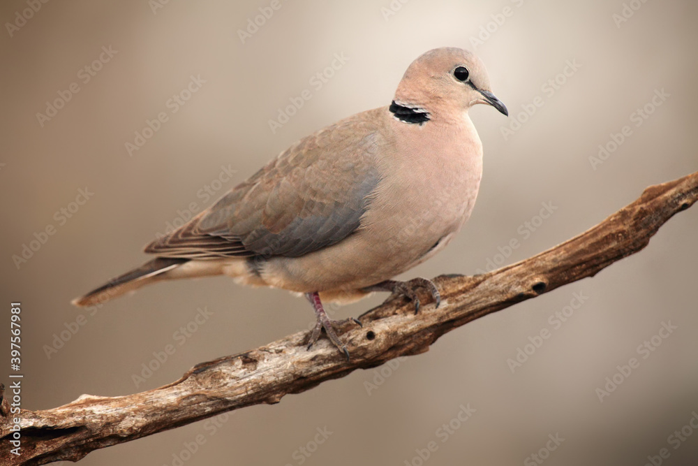 The ring-necked dove (Streptopelia capicola) or the Cape turtle dove or half-collared dove sitting on the branch The ring-necked dove (Streptopelia capicola) or the Cape turtle dove or half-collared dove sitting on the branch