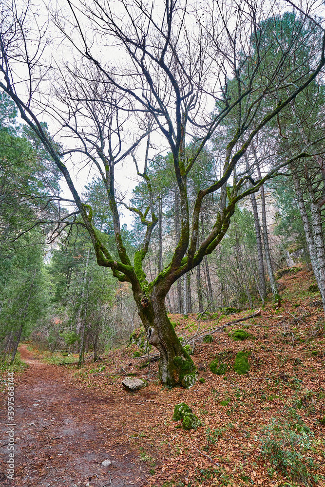 Fototapeta premium Bosque en invierno con musgo verde y hojas marrones