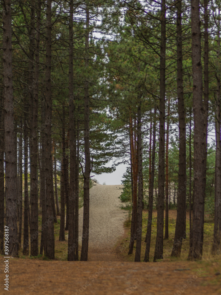 Obraz premium The path to the beach of the Baltic Sea