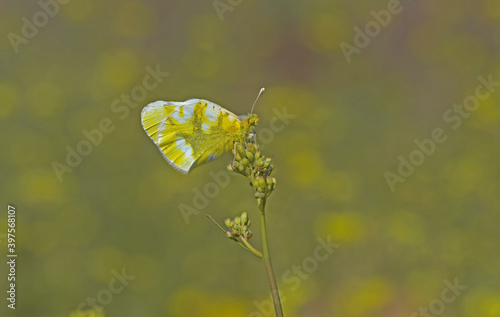 Zegris butterfly / Zegris eupheme photo