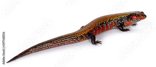 Top view of vivid colored adult Fire skink aka Lepidothyris fernandija, showing back. Isolated on white background.