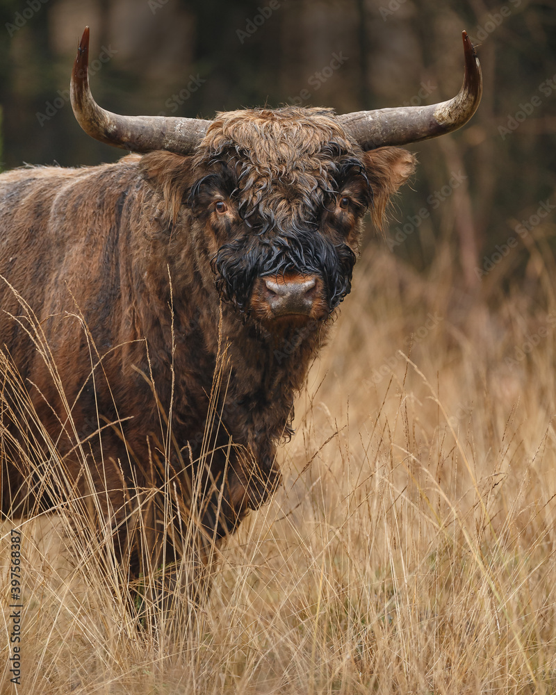Highland cow in misty and rainy autumn weather. Highland cow in misty and rainy autumn weather.
