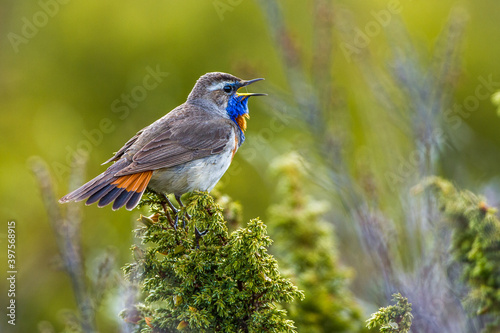 Rotsterniges Blaukehlchen (Luscinia svecica svecica) Männchen photo