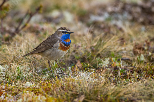 Rotsterniges Blaukehlchen (Luscinia svecica svecica) Männchen