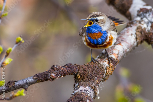 Rotsterniges Blaukehlchen (Luscinia svecica svecica) Männchen photo