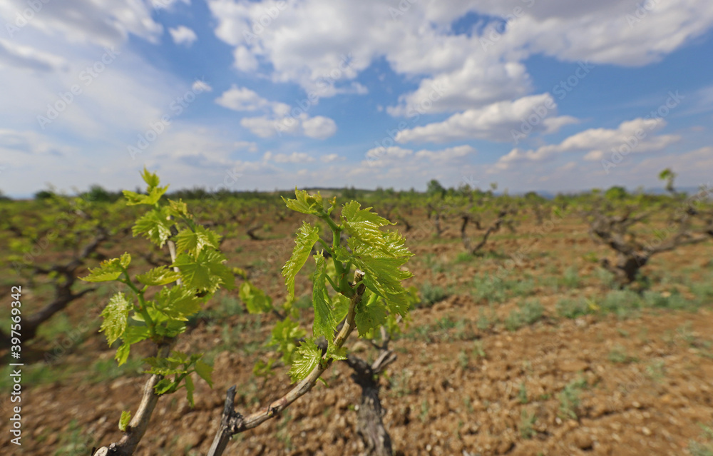 Turkey / vineyards in Manisa plain