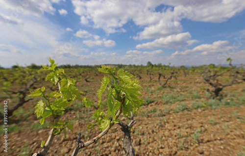 Turkey / vineyards in Manisa plain