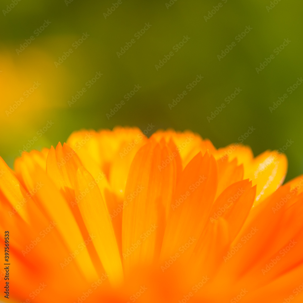 A beautiful, golden calendula flowers growing and blooming in the garden. Shallow depth of field photo. Yellow marigold herbal tea ingredient, vegan, organic. A beautiful, golden calendula flowers growing and blooming in the garden. Shallow depth of field photo. Yellow marigold herbal tea ingredient, vegan, organic.