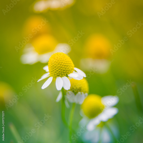 A beautiful, scented fresh chamomile growing in the garden. Shallow deapth of field photo. Vegan, herbal tea. photo