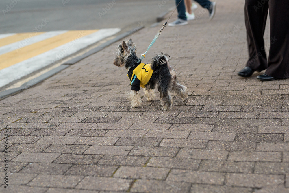 the little Yorkshire Terrier on the walk