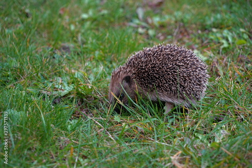 European hedgehog, in Latin called Erinaceus europaeus, in lateral view, looking for food on a late autumn day. Grass as a background and some copy space is available.