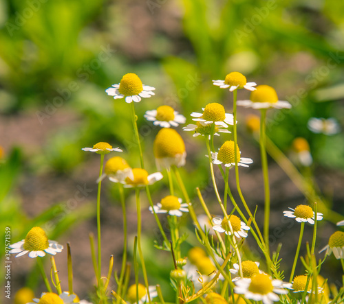 A beautiful, scented fresh chamomile growing in the garden. Shallow deapth of field photo. Vegan, herbal tea. photo