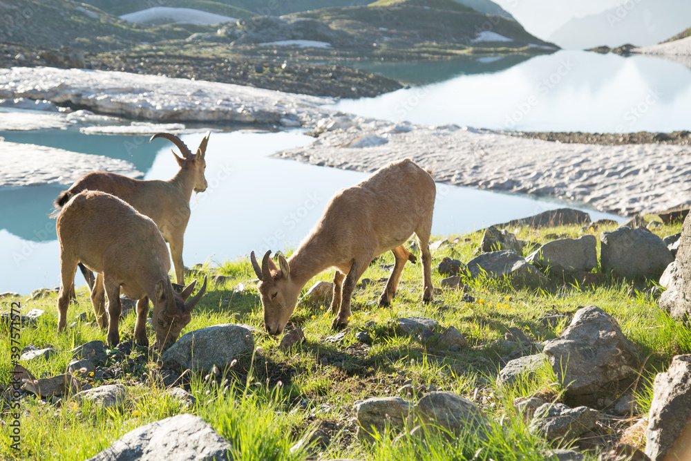 Wild mountain goats in the reserve in Russia Wild mountain goats in the reserve in Russia