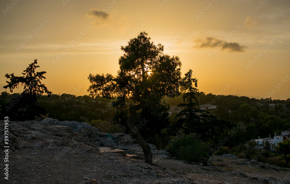 tree on acropolis in athens greece during sunset