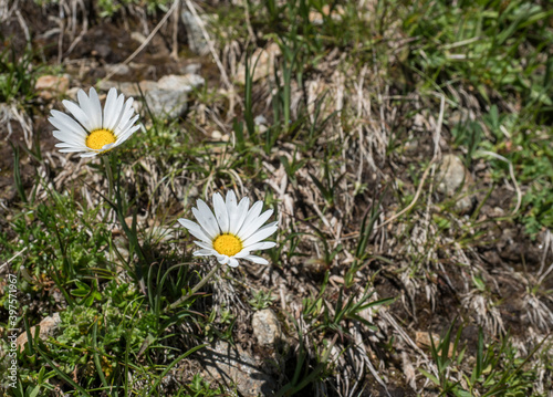 Closeup of Margherita Alpina, Leucanthemopsis alpina. Blooming Alpine daisy with green leaves on alpine meadow and rocks, selective focus photo