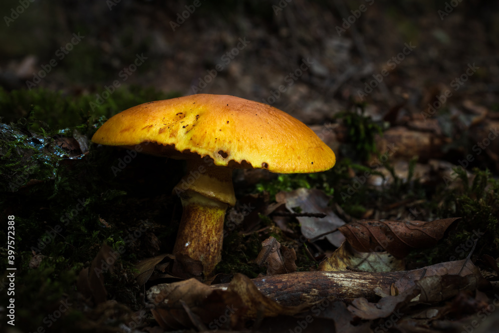 Yellow mushroom along a walking path in Elendsklamm on a summer evening near Miesau, Germany. Yellow mushroom along a walking path in Elendsklamm on a summer evening near Miesau, Germany.