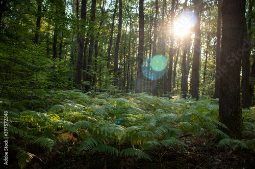 Canvas Print Sun shining through the trees along a walking path Elendsklamm on a summer evening in Germany