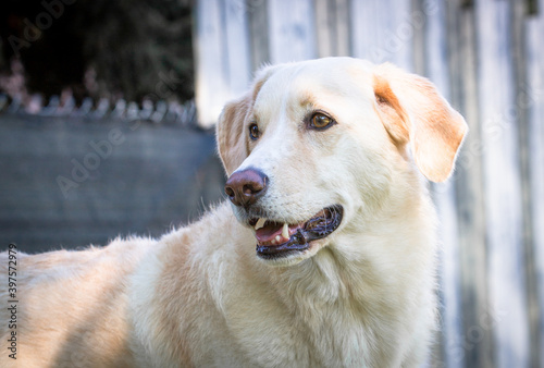 Hund schaut zur Seite