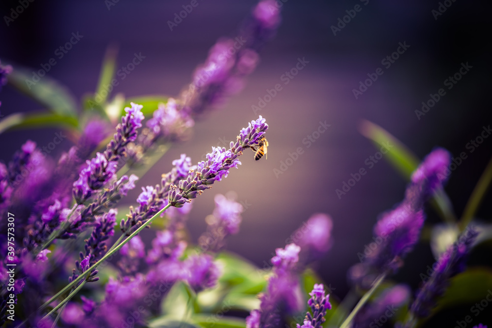 Obraz premium Beautiful closeup of lavender flowers in the garden. Sweet scented natural, vegan ingredient