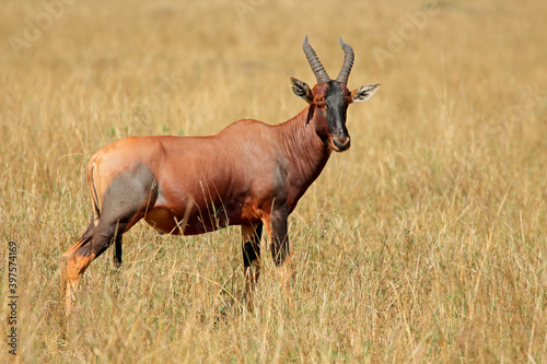 A topi antelope  Damaliscus korrigum  in grassland  Masai Mara National Reserve  Kenya.