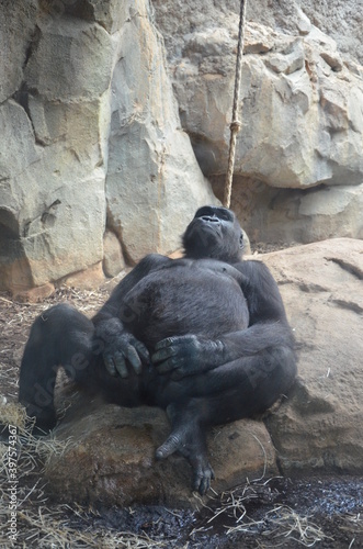 Gorilla - (Gorilla gorilla) in Frankfurt zoo