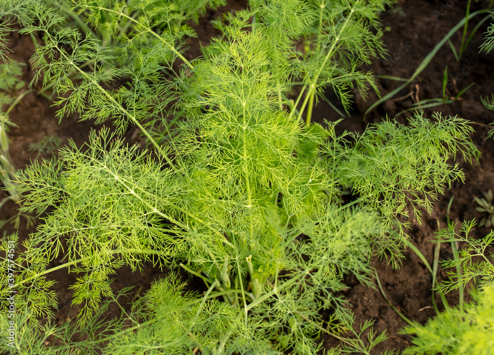 Green dill grows in the garden. Nature Green dill grows in the garden. Nature