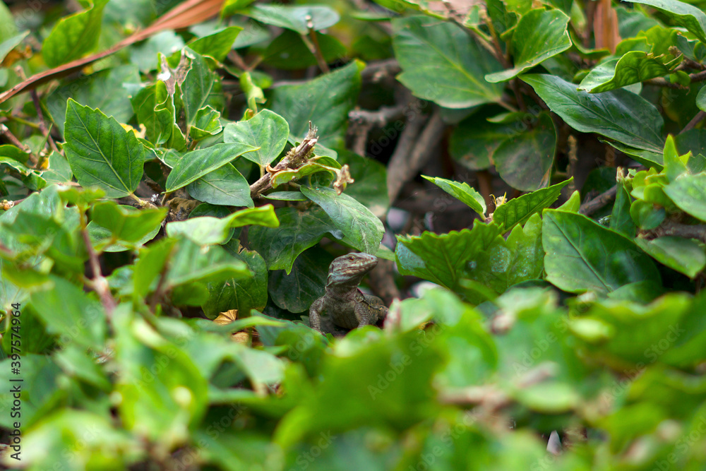 Macro lizard inside leaves looking like a Dinosaur in a forest Macro lizard inside leaves looking like a Dinosaur in a forest