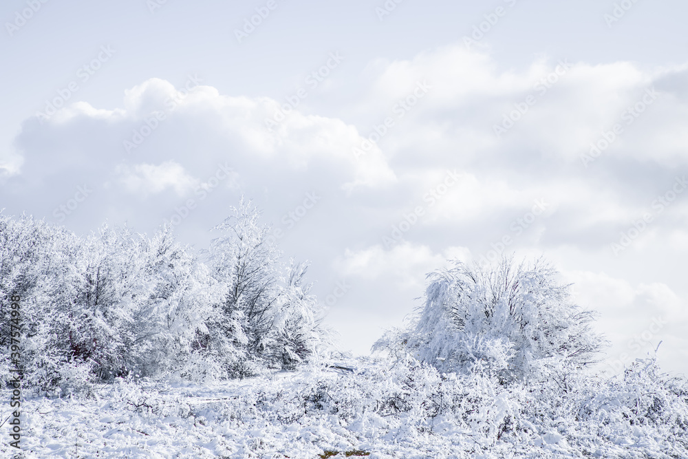 beautiful winter landscape with frosty trees beautiful winter landscape with frosty trees