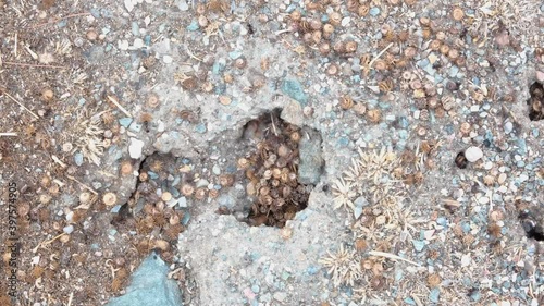 Ants timelapse carrying stuff to their colony for winter