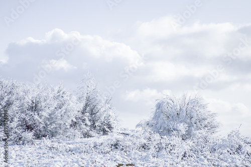 beautiful winter landscape with frosty trees