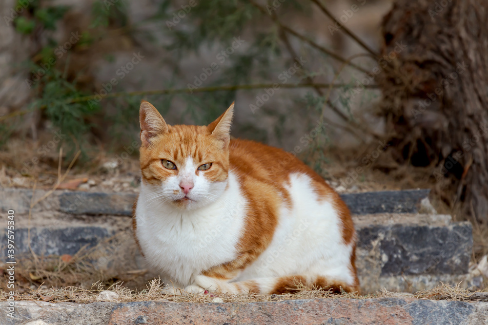 Portrait of a beautiful, red cat with green eyes close-up