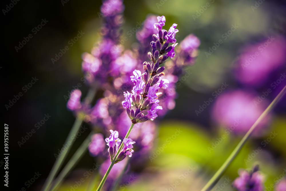 Beautiful closeup of lavender flowers in the garden. Sweet scented natural, vegan ingredient Beautiful closeup of lavender flowers in the garden. Sweet scented natural, vegan ingredient